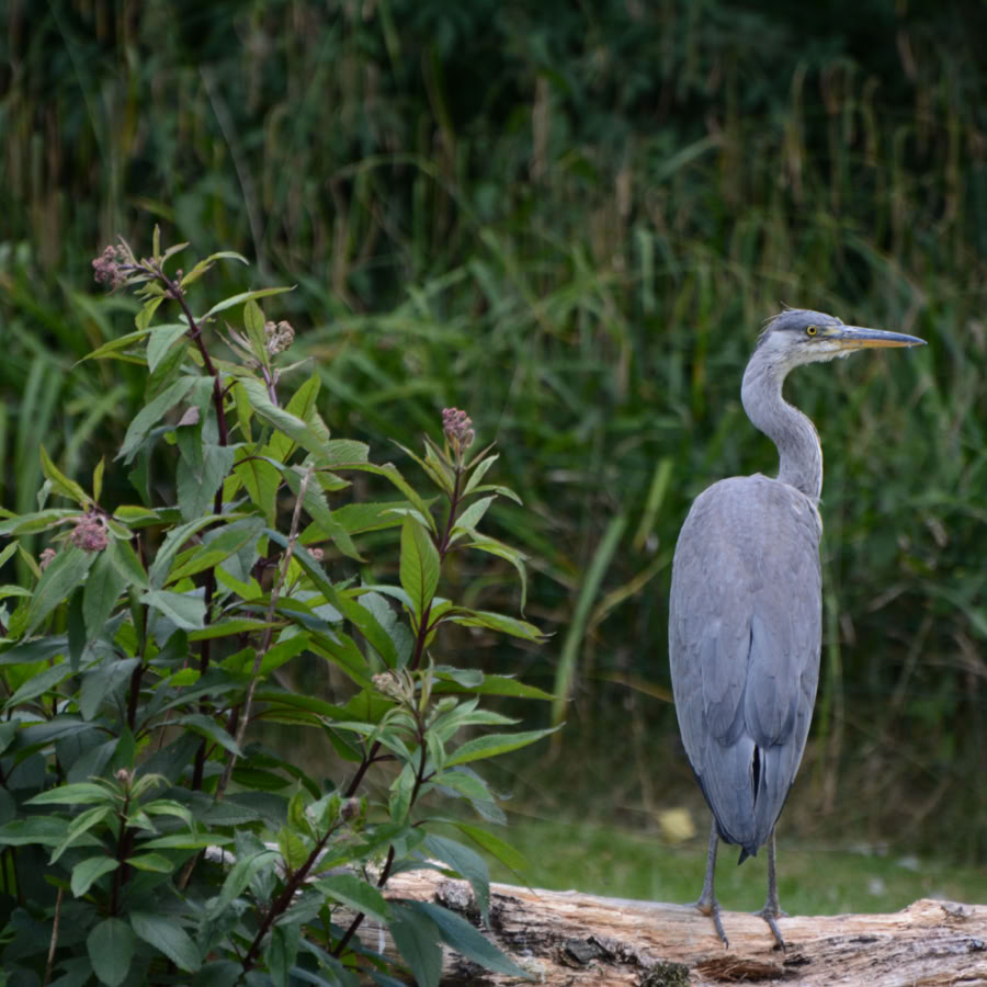 Fotorahmen An Wänden Montiert